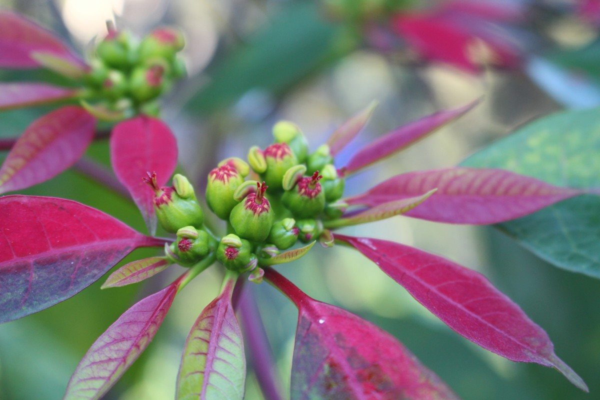 Euphorbia pulcherrima Willd. ex Klotzsch